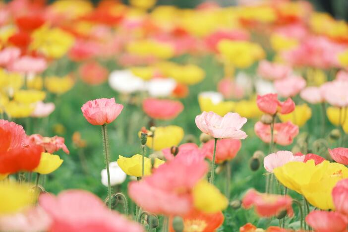 【2026最新】風に揺れる可憐な花！関東のポピー名所8選　親子で見たい絶景＆イベント情報も