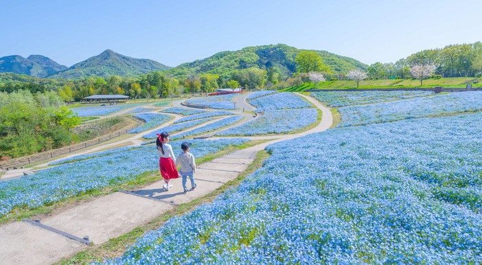 【2026】GWは青の絶景に包まれる旅へ！ネモフィラまつり＆イベント19選　限定グルメ・見どころ紹介