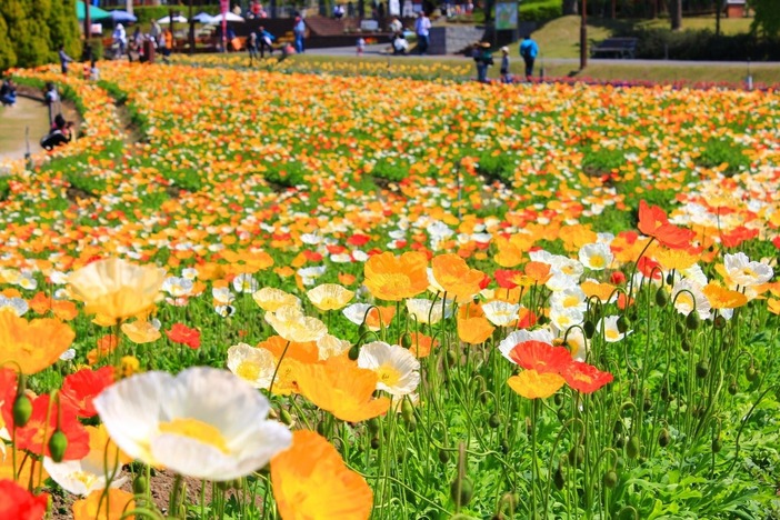 【2026最新】風に揺れる可憐な花！関西のポピー名所4選　親子で見たい絶景＆イベント情報も