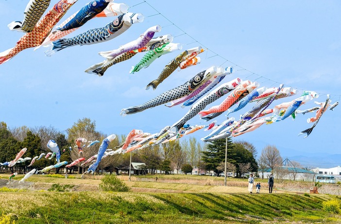 粕川の鯉のぼり