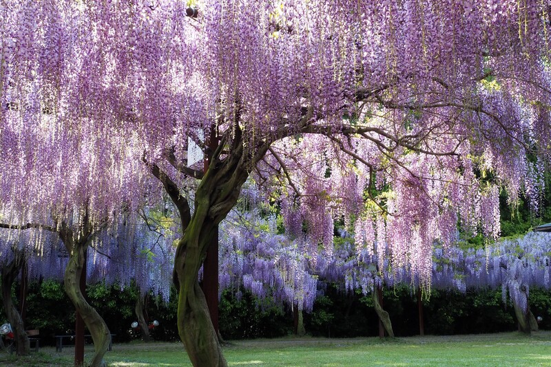 全国46都道府県の品種が集結！岡山「和気町 藤まつり」2026開催情報＆見どころ