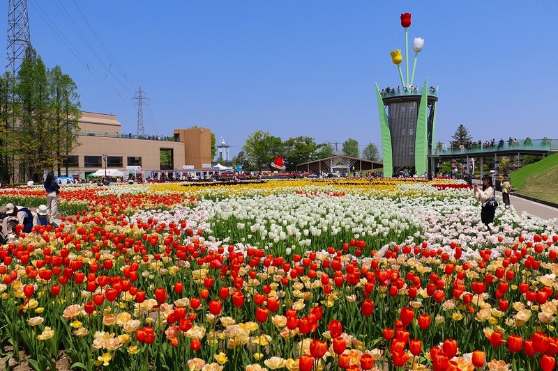 圧巻の350万本！富山「2026となみチューリップフェア」大迫力の地上絵＆花の大谷など写真映えスポットも