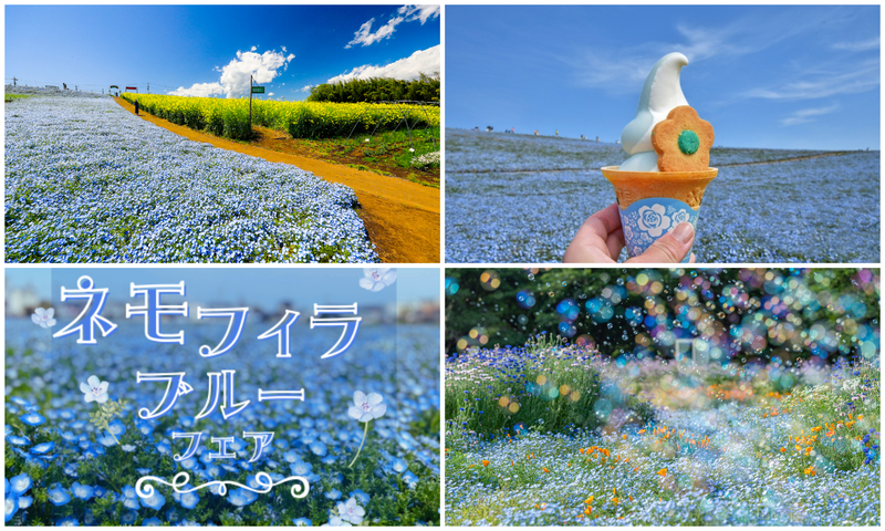 【2026】関東のネモフィラまつり＆イベント5選　GW期間も楽しめる！限定グルメ・見どころ情報も