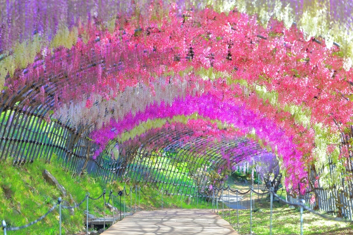 【2026】まるで藤の絵巻物！いよいよ見頃「11種類以上が咲き競う」名所9選 最大約100種類も