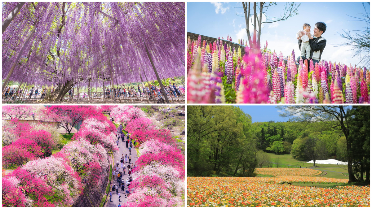 2026】GWに見たい！花の名所10選「ネモフィラ・藤・芝桜」など色彩の