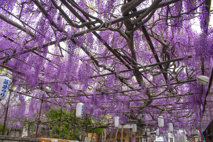 【2026大阪】今が見頃！「駅から徒歩10分以内」の藤の花名所3選 春の絶景を駅近くで満喫