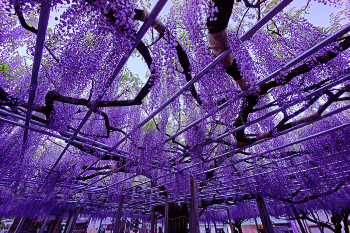 【2026兵庫】GWも間に合う！優雅に揺れるお花のカーテン「藤の花名所」5選 藤まつり＆ライトアップ情報も