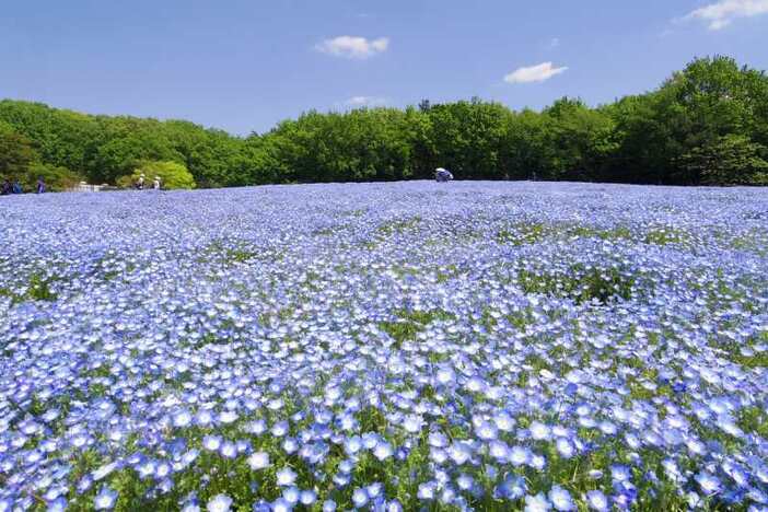 【2026】今が見頃！埼玉県の絶景ネモフィラスポット3選　東京から日帰りOK＆イベントも紹介