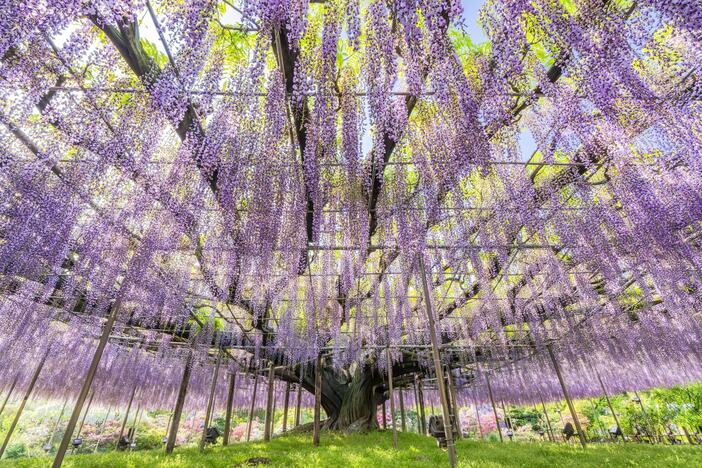 【2026関東】降り注ぐお花のカーテン！GWも見頃満喫「藤の花名所」14選 藤まつり＆ライトアップ情報も