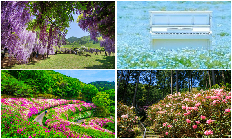 【2026】GWに日帰り！関西の絶景フラワースポット14選　ネモフィラ・藤・芝桜の名所＆イベントも紹介