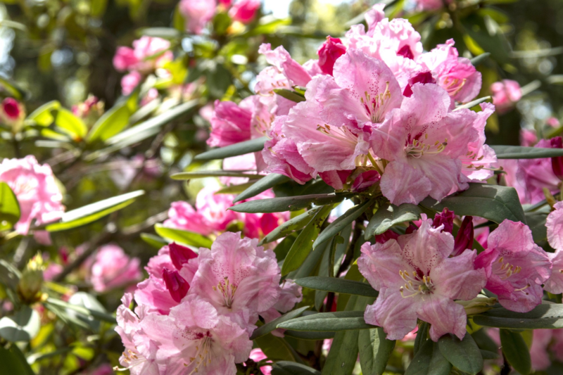 【2026関西】“高嶺の花”は今が見頃！「しゃくなげ」の名所6選　1万5,000本の絶景＆五重塔との共演も