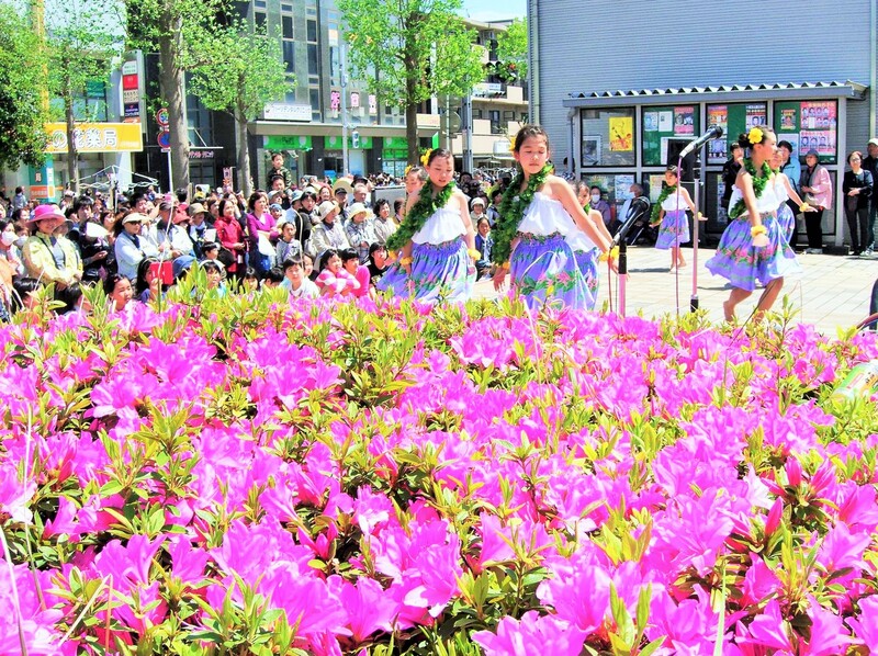 満開のつつじが彩る「第17回八千代ゆりのき台つつじ祭り」2026開催情報＆見どころをチェック