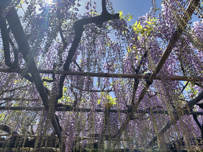 【2026埼玉】今が見頃！「駅から徒歩10分以内」の藤の花名所3選 春の絶景を駅近くで満喫