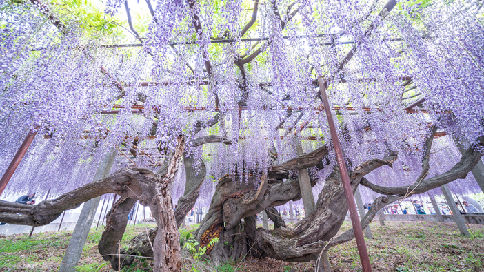 【2026埼玉】GWも見頃満喫！優雅に揺れるお花のカーテン「藤の花名所」8選 藤まつり情報も