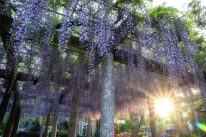 【2026千葉】降り注ぐ紫のお花のカーテン！GWも見頃満喫「藤の花名所」4選 藤まつり情報も