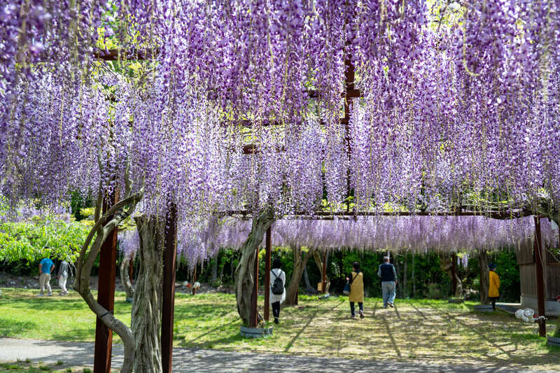 【2026中国・四国】降り注ぐお花のカーテン！GWも見頃「藤の花名所」7選 藤まつり＆ライトアップ情報も