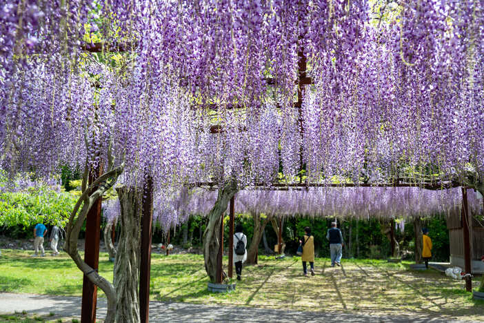 【2026中国・四国】降り注ぐお花のカーテン！GWも見頃「藤の花名所」7選 藤まつり＆ライトアップ情報も