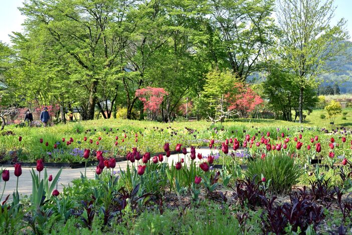 中之条ガーデンズ　若葉フェア