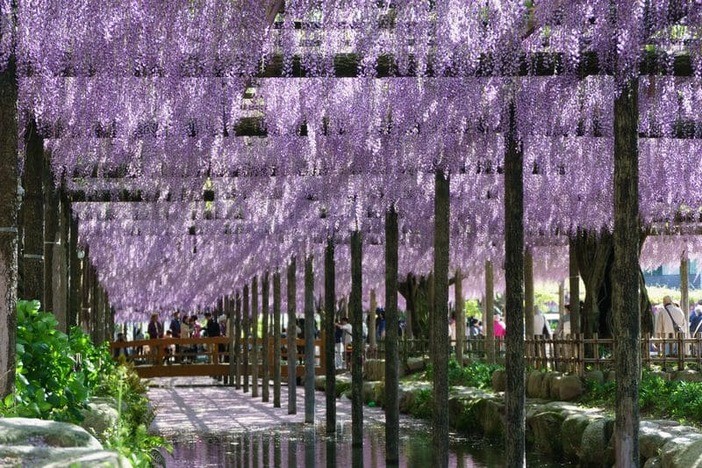 【2026東海】降り注ぐお花のカーテン！GWも見頃満喫「藤の花名所」13選 藤まつり＆ライトアップ情報も
