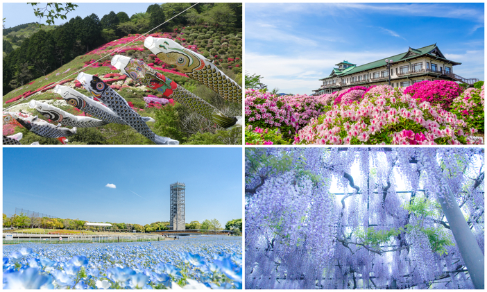 【2026】GWに日帰り！東海の絶景フラワースポット13選　ネモフィラ・藤・つつじの名所＆こいのぼり掲揚も