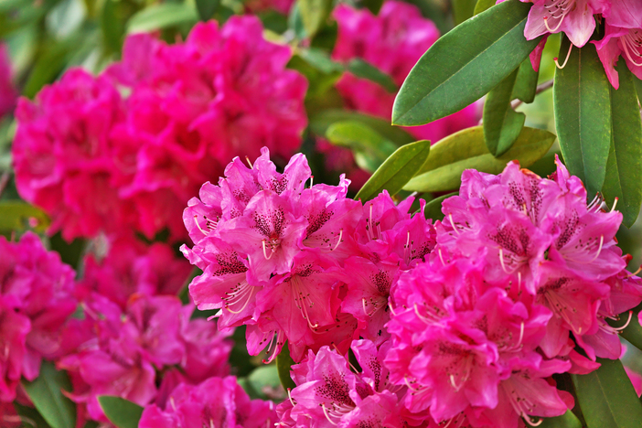 【2026関東】“高嶺の花”は今が見頃！「しゃくなげ」の名所4選　GWの日帰り観光にもおすすめ