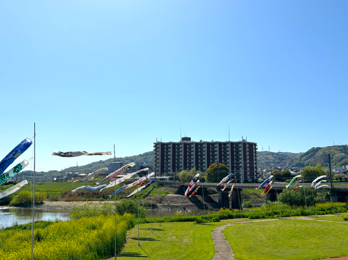 こいのぼり掲揚 in 王寺町