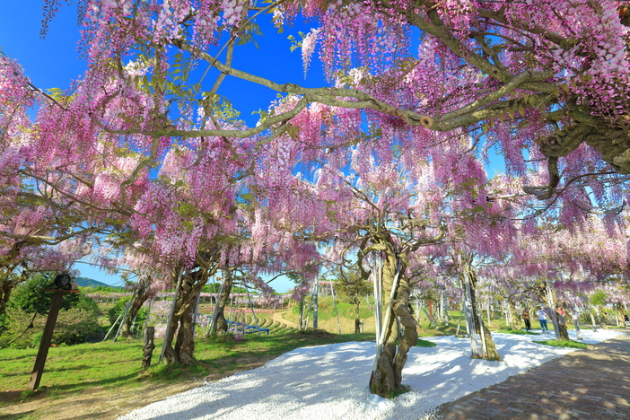 【2026全国】GWに行きたい「藤まつり」8選！美しすぎる春の絶景＆グルメ・ライトアップ・見どころ紹介
