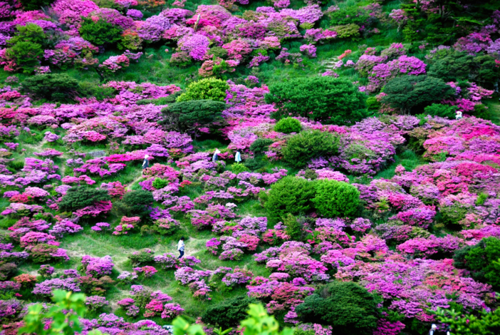 【2026】山肌を染めるピンクの絨毯！ミヤマキリシマの名所8選　登山なし＆親子で楽しめる絶景スポット厳選