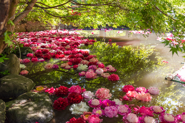 【2026関東】GWの日帰り観光にも！いよいよ見頃「牡丹・芍薬」の名所7選　イベント充実＆こいのぼり掲揚も