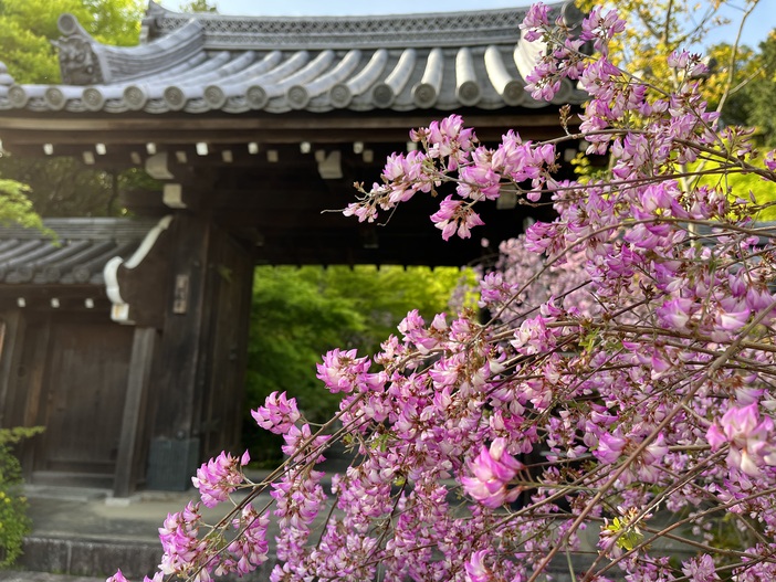 【2026関西】GWに参拝したい「花の寺・神社」9選　つつじ・芍薬・藤の名所＆限定御朱印＆花まつり