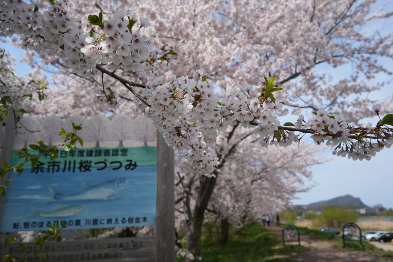 「第11回余市川桜まつり」<br/>屋台でグルメを楽しみながらお花見!　2026年5月3日・4日に開催