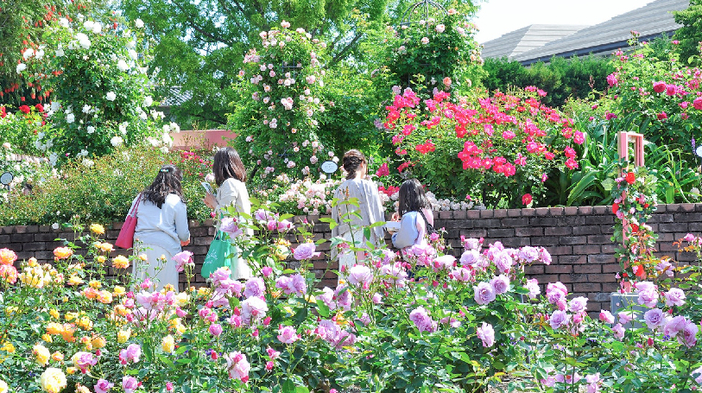 【2026関西】早起きして春バラのゴールデンタイムを満喫！早朝に楽しめるバラ園＆早朝開園イベント6選