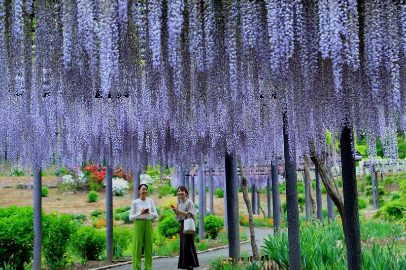 市の花「藤」をテーマにした公園です<br/>藤の見頃は4月下旬～5月上旬頃となります