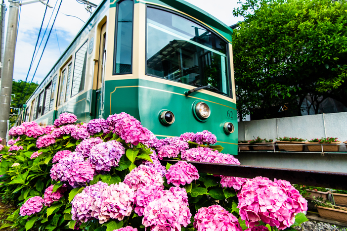 【2026】車窓から紫陽花を満喫！雨の日もおすすめ「関東あじさい電車」　江ノ電・箱根登山電車・穴場も