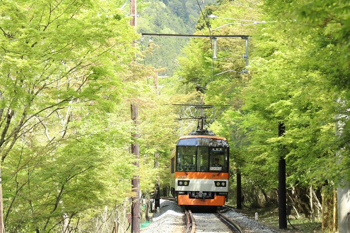 【2026最新】心が洗われる緑の絶景「青もみじ」の名所8選！初夏だけの特別な景色・イベント＆観光情報も