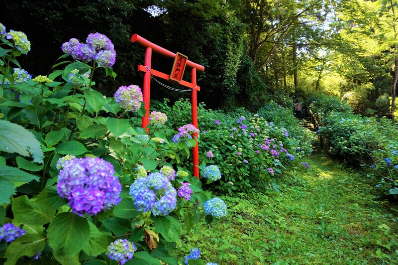 【2026最新】群馬のあじさい名所5選！平安創建の古刹から2万株の花園まで人気スポットの見頃＆周辺情報も
