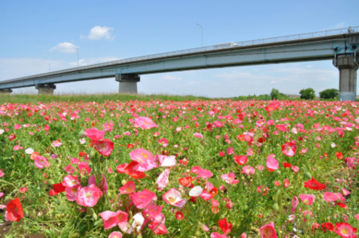 江戸川松戸フラワーライン春の花まつり（2026年）