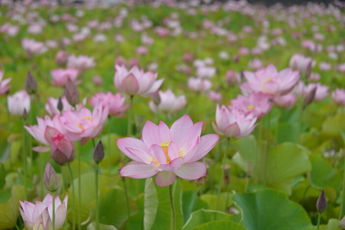 夢前蓮の花苑　無料公開