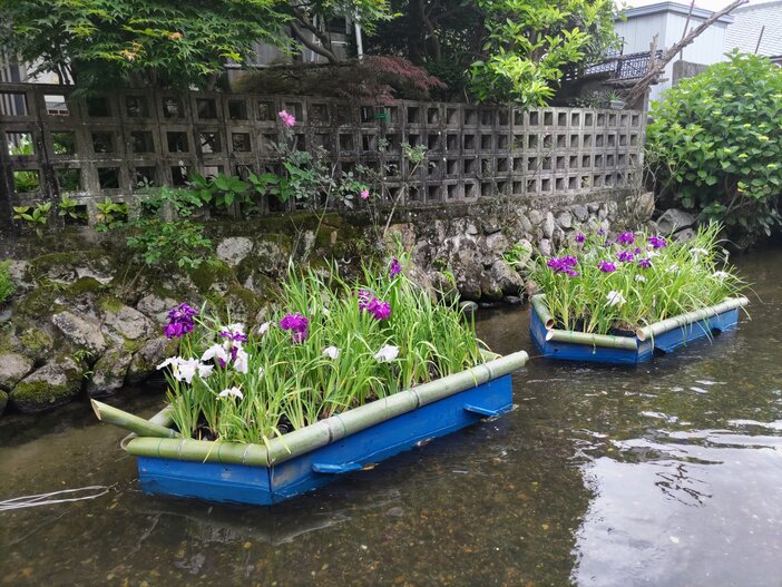 城下川 花筏（2026年）