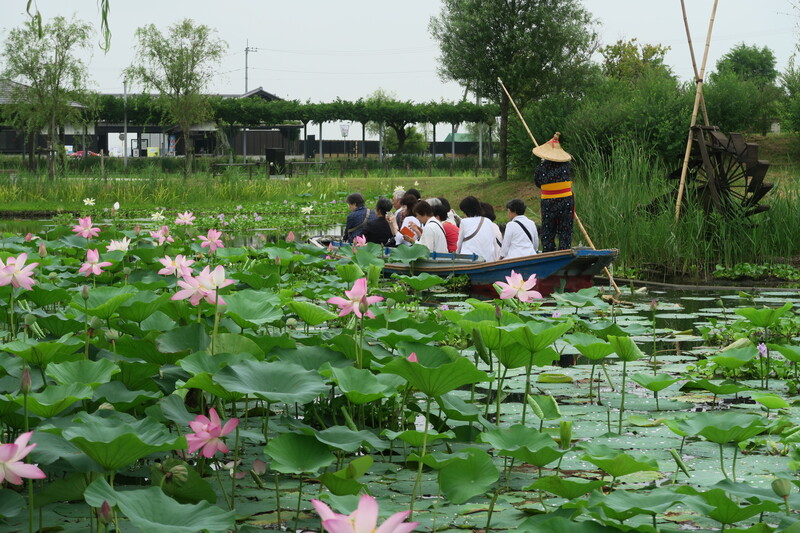約300品種の花ハスが咲く<br/>水郷のまちの情景を楽しもう
