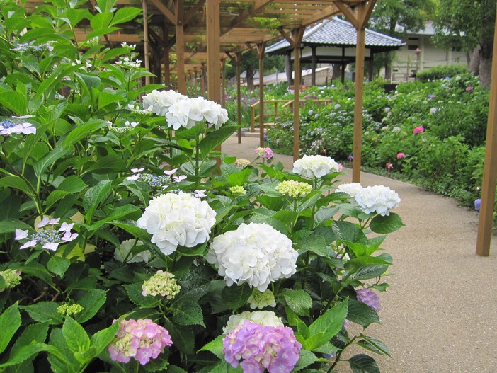 藤森神社 紫陽花まつり（2026）