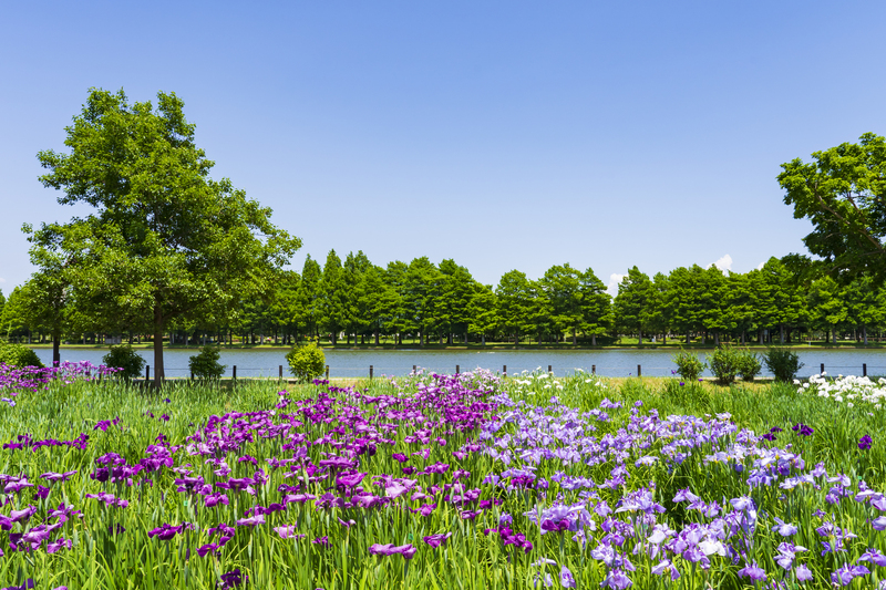 【2026関東】入園無料で楽しめる「花菖蒲の名所＆穴場」9選　いよいよ見頃＆イベントも充実
