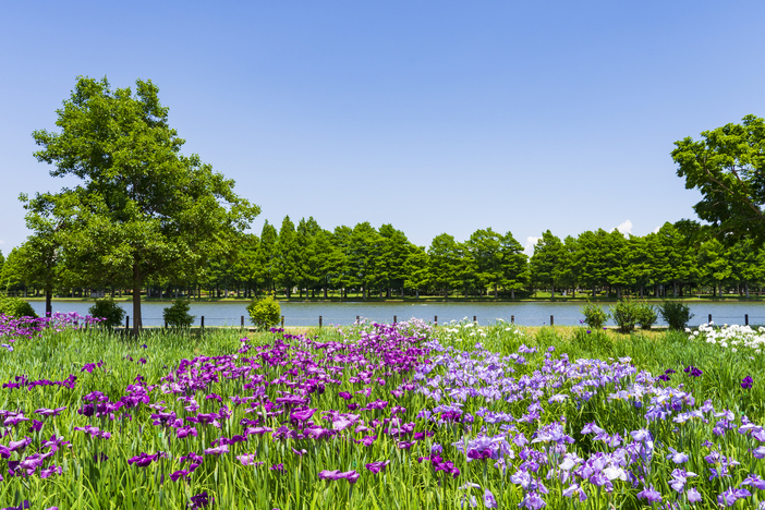 【2026関東】入園無料で楽しめる「花菖蒲の名所＆穴場」9選　いよいよ見頃＆イベントも充実