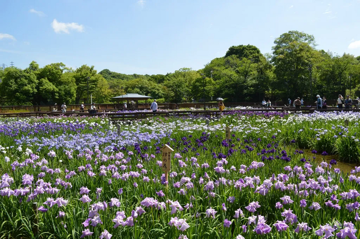 【2026大阪】いよいよ見頃！「花菖蒲」の名所・穴場5選　凛と咲く姿が魅力＆雨の日もおすすめ
