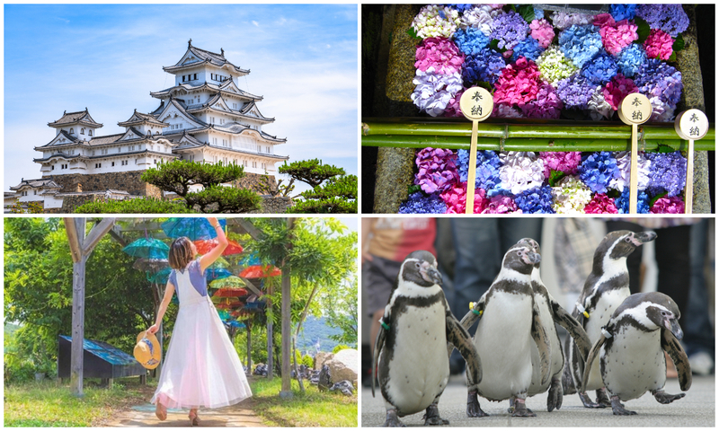 【2026関西】6月のおすすめ観光地＆穴場19選　日帰りで満喫！あじさいの絶景名所・雨の日OKの体験も