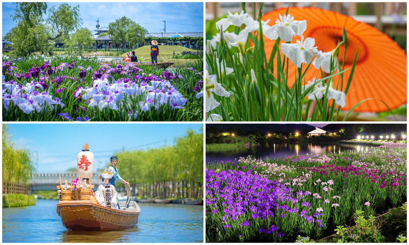 【2026全国】300万本が咲く絶景も！親子におすすめ「花菖蒲の名所」厳選15選　イベントや舟めぐり満喫