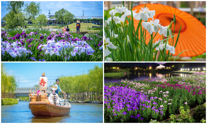 2026全国】圧巻の300万本も！梅雨の絶景「花菖蒲の名所＆穴場」16選