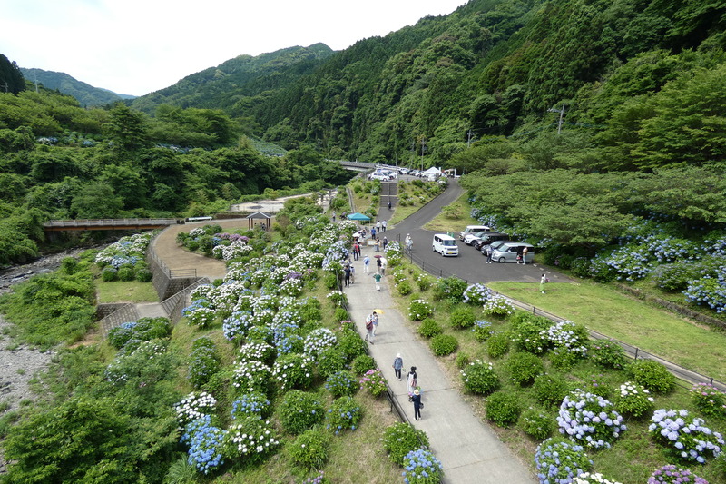山あいの棚田に7,000株のあじさいが広がる！佐賀「中木庭ダムあじさいまつり」2026開催情報