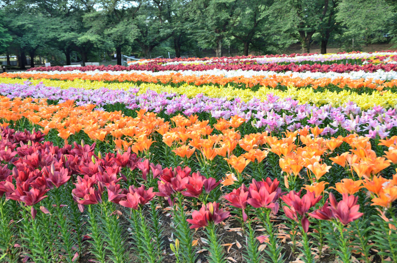 【2026関東近郊】まるで夢の世界！華麗で高貴な花畑「ゆりの名所」5選 圧巻の絶景＆見頃も紹介！