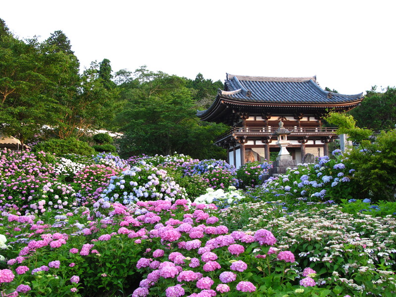 梅雨の京都・丹波に100種・1万本のあじさいが咲く「観音寺あじさいまつり」2026年開催情報＆見どころ